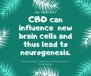 CBD influence on brain cells